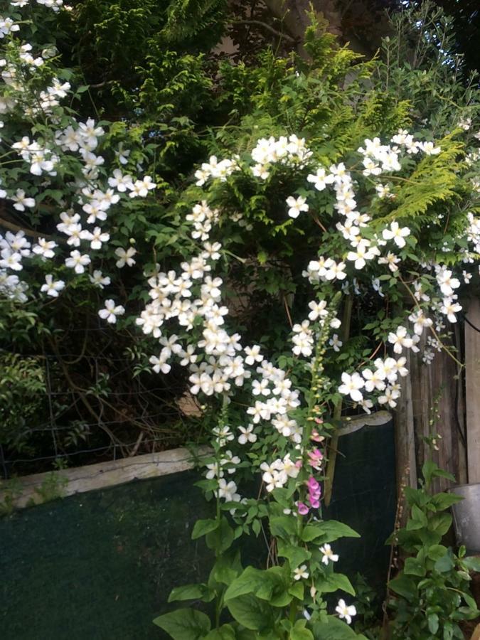 Brook House B&B & Cottages Kaikoura Luaran gambar